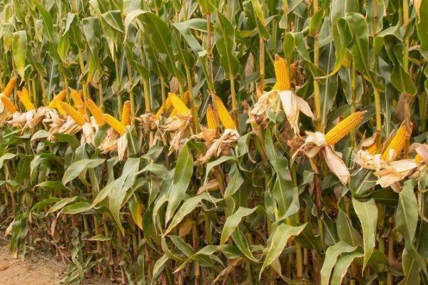 锦玉30玉米种的特征特性,生长周期132天左右