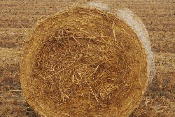 生活中有哪些可以利用的有机肥，堆肥、圈肥、人粪尿均可使用