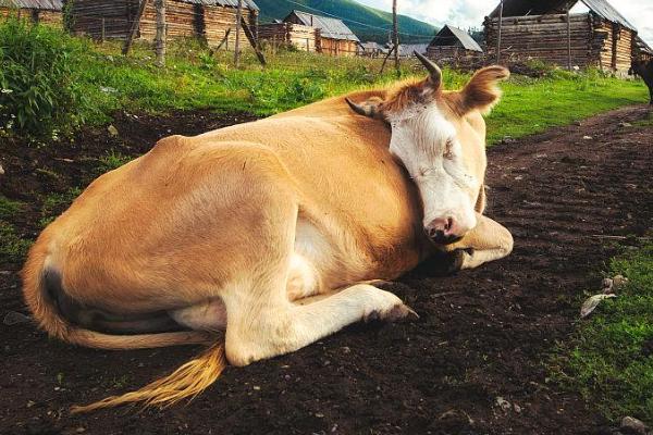牛要不要睡觉,一般是睁着眼睛睡觉