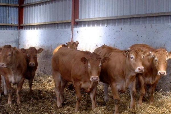 牛要不要睡觉,一般是睁着眼睛睡觉