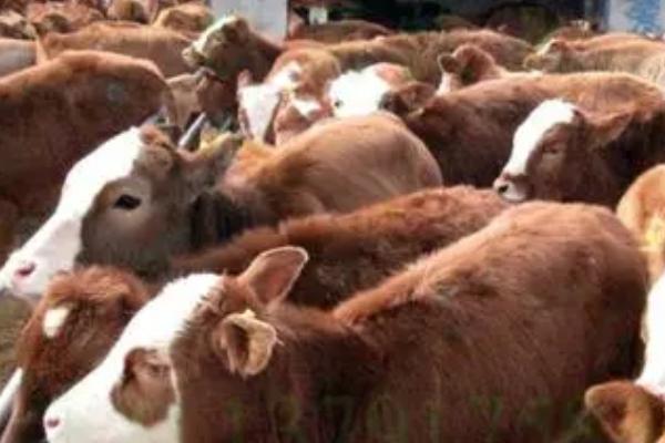 牛要不要睡觉,一般是睁着眼睛睡觉