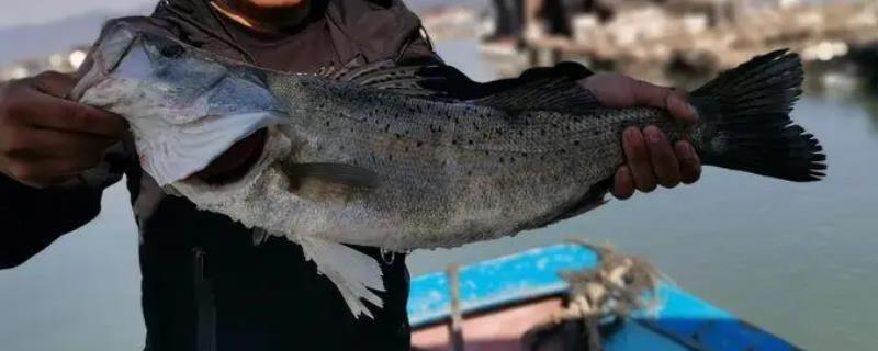 海钓鲈鱼要钓多深