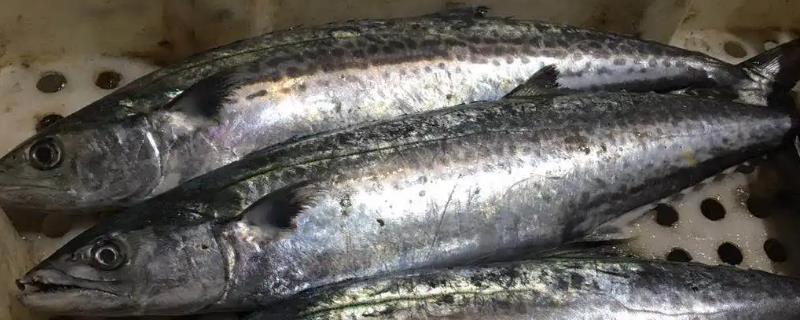 有没有养殖的马鲛鱼