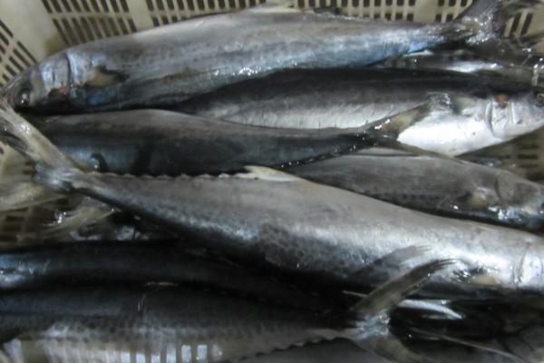 有没有养殖的马鲛鱼,有养殖的品种但是不常见