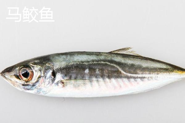 有没有养殖的马鲛鱼,有养殖的品种但是不常见