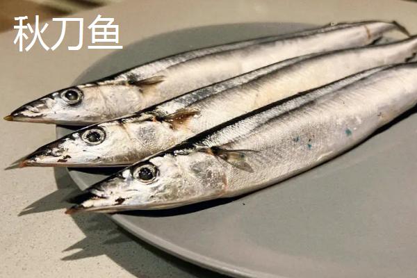 有没有养殖的马鲛鱼,有养殖的品种但是不常见