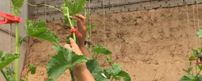 黄瓜打顶后怎么加快恢复速度