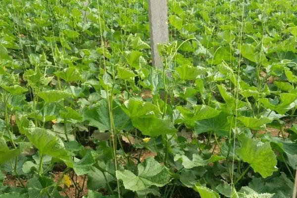 黄瓜打顶后怎么加快恢复速度，可追施速效氮肥、恢复后再追施生物菌肥