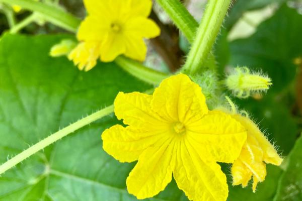 黄瓜打顶后怎么加快恢复速度，可追施速效氮肥、恢复后再追施生物菌肥