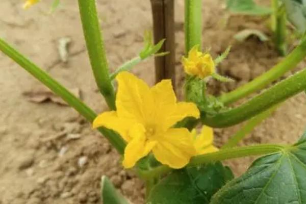 黄瓜打顶后怎么加快恢复速度，可追施速效氮肥、恢复后再追施生物菌肥