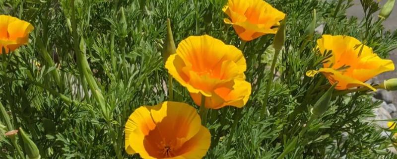 花菱草有什么花语