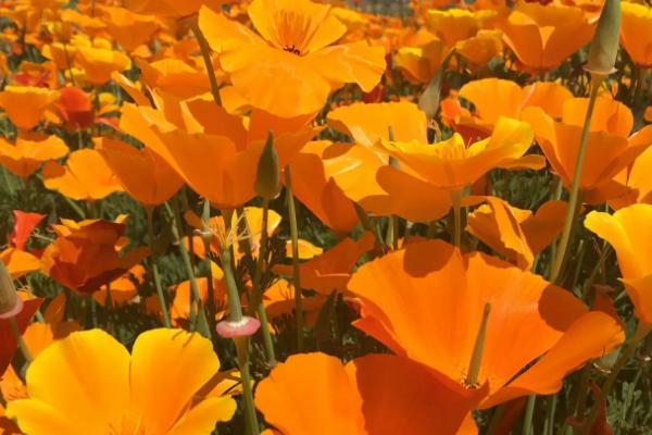 花菱草有什么花语,花语是答应我、不要拒绝我