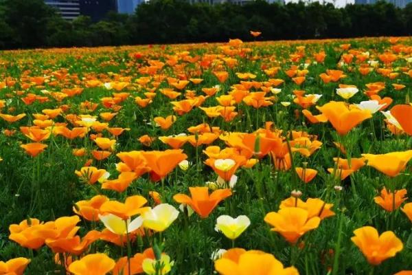 花菱草有什么花语,花语是答应我、不要拒绝我