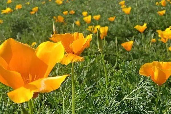 花菱草有什么花语,花语是答应我、不要拒绝我