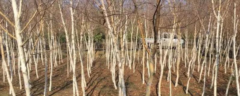 白桦出现病害怎么防治
