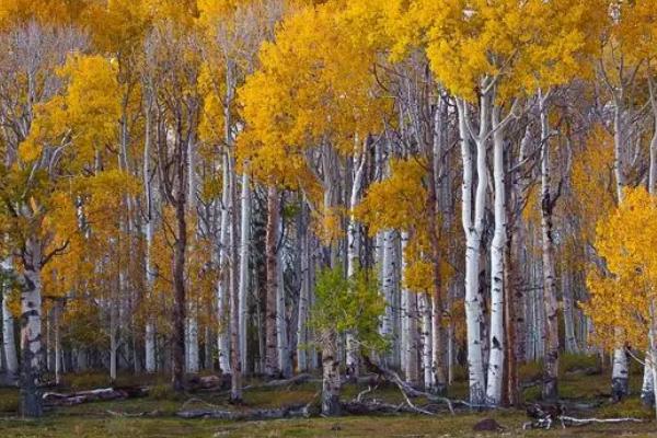 白桦出现病害怎么防治，可喷施多菌灵等药剂