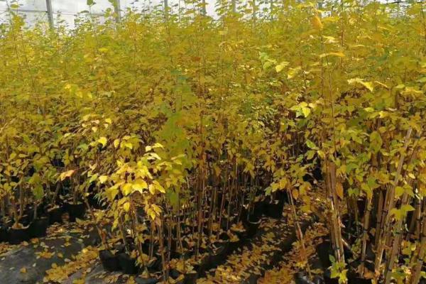 白桦出现病害怎么防治，可喷施多菌灵等药剂