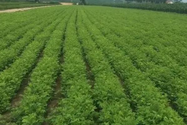 白桦出现病害怎么防治，可喷施多菌灵等药剂