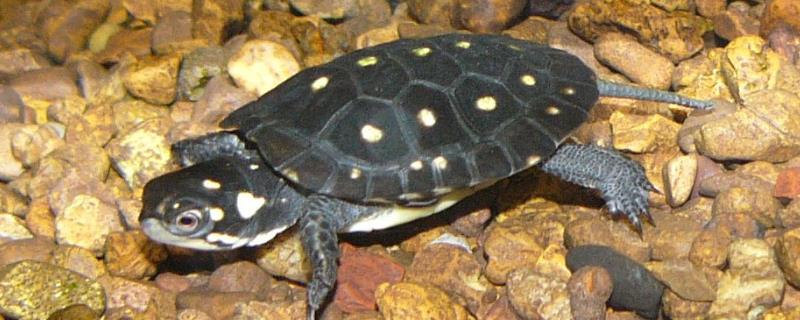 怎么养星点水龟