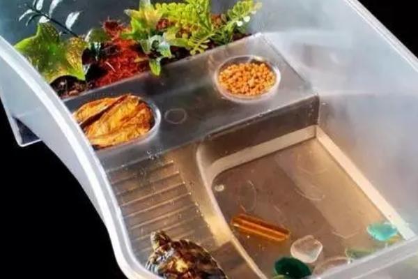 怎么养星点水龟，需提供足够的生长空间