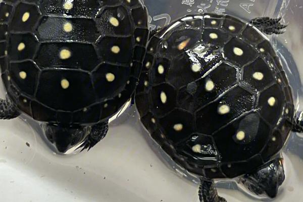 怎么养星点水龟，需提供足够的生长空间