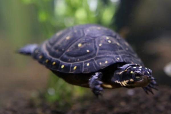 怎么养星点水龟，需提供足够的生长空间