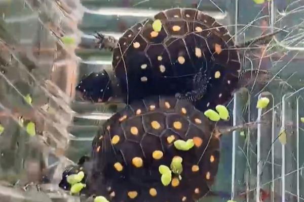 怎么养星点水龟，需提供足够的生长空间