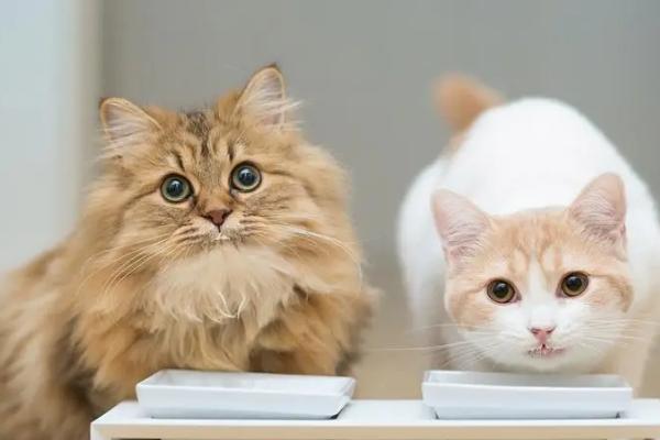 猫咪眼角发红的原因，可能是上火、受到刺激、睫毛倒生等因素所导致