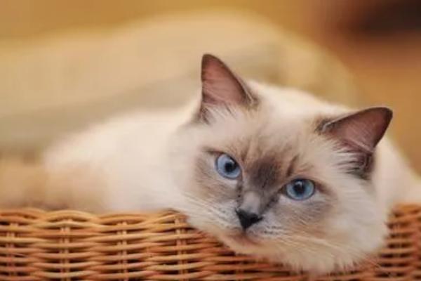 猫咪眼角发红的原因，可能是上火、受到刺激、睫毛倒生等因素所导致