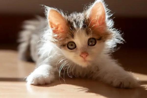 猫咪眼角发红的原因，可能是上火、受到刺激、睫毛倒生等因素所导致