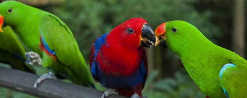 鹦鹉拉稀的原因
