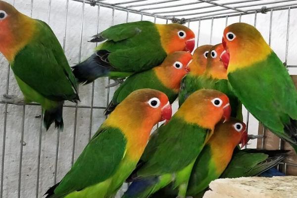 鹦鹉拉稀的原因,可能是食物不干净或水果吃太多了