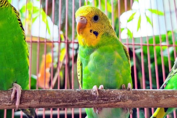 鹦鹉拉稀的原因,可能是食物不干净或水果吃太多了