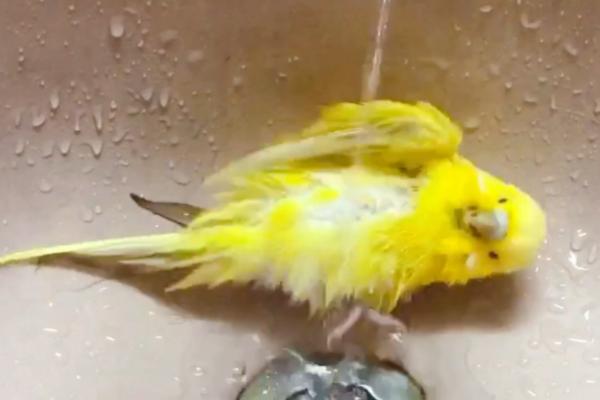 鹦鹉拉稀的原因,可能是食物不干净或水果吃太多了