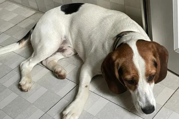 狗能不能吃葡萄，不能饲喂葡萄、否则容易引发严重后果