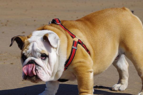 狗能不能吃葡萄，不能饲喂葡萄、否则容易引发严重后果