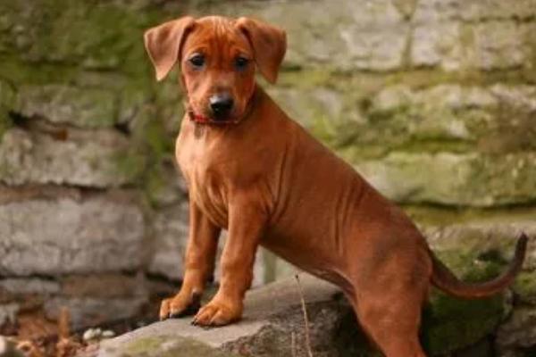 狗能不能吃葡萄，不能饲喂葡萄、否则容易引发严重后果