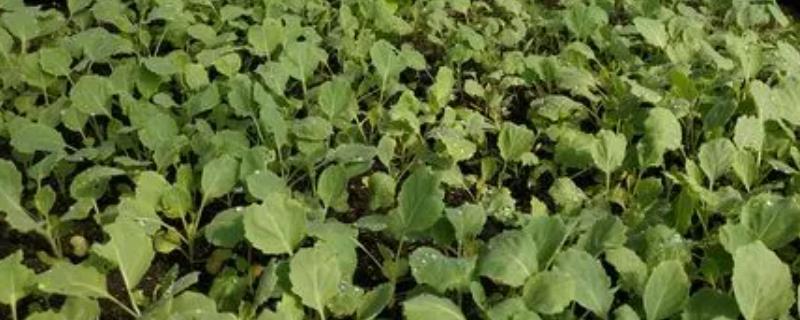 甘蓝类蔬菜如何抗旱育苗