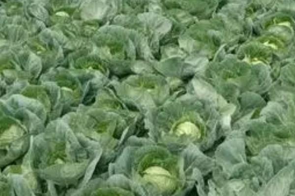 甘蓝类蔬菜如何抗旱育苗，覆盖遮阳网可减少水分蒸发