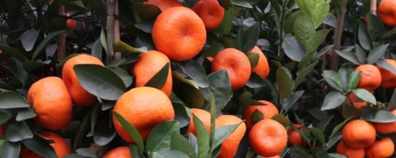 朱砂桔的外观特征