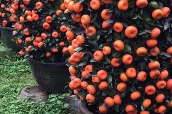 朱砂桔的外观特征，果形扁圆、果面粗糙、油胞突出或凹陷