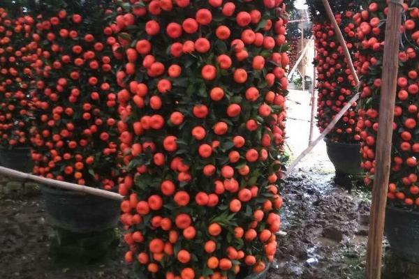 朱砂桔的外观特征，果形扁圆、果面粗糙、油胞突出或凹陷