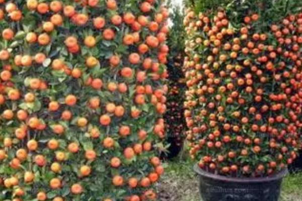 朱砂桔的外观特征，果形扁圆、果面粗糙、油胞突出或凹陷