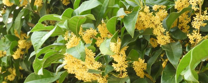 金桂的开放季节