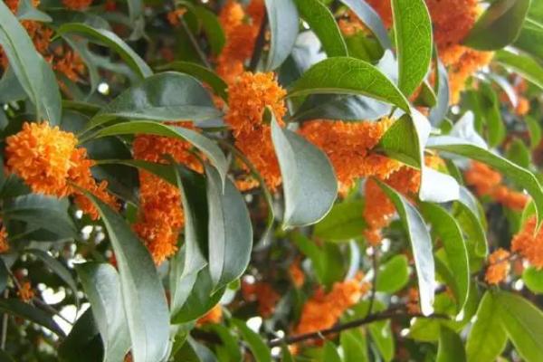 金桂的开放季节,一般为每年秋季