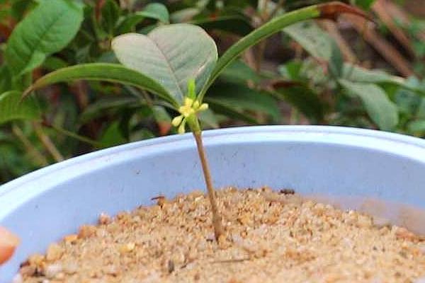 金桂的开放季节,一般为每年秋季