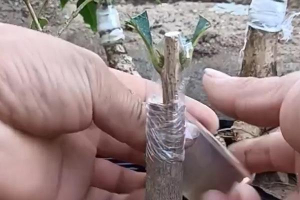 金桂的开放季节,一般为每年秋季