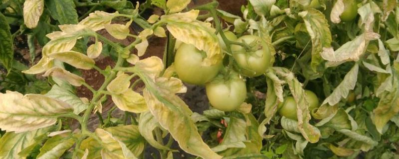 夏季如何避免蔬菜早衰