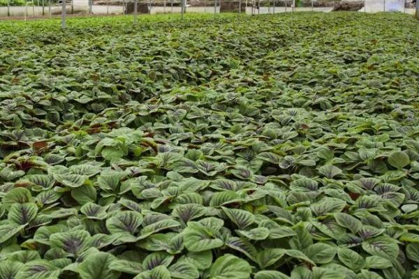 夏季如何避免蔬菜早衰,可采取清沟排渍、灌水降温、追施肥料等措施