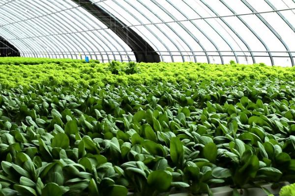 夏季如何避免蔬菜早衰,可采取清沟排渍、灌水降温、追施肥料等措施